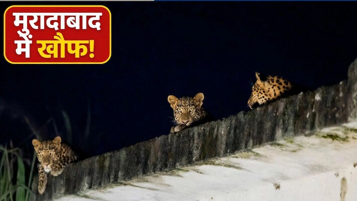 मुरादाबाद में तेंदुओं का आतंक! नलकूप की छत पर एक साथ दिखे 3, ग्रामीणों में दहशत