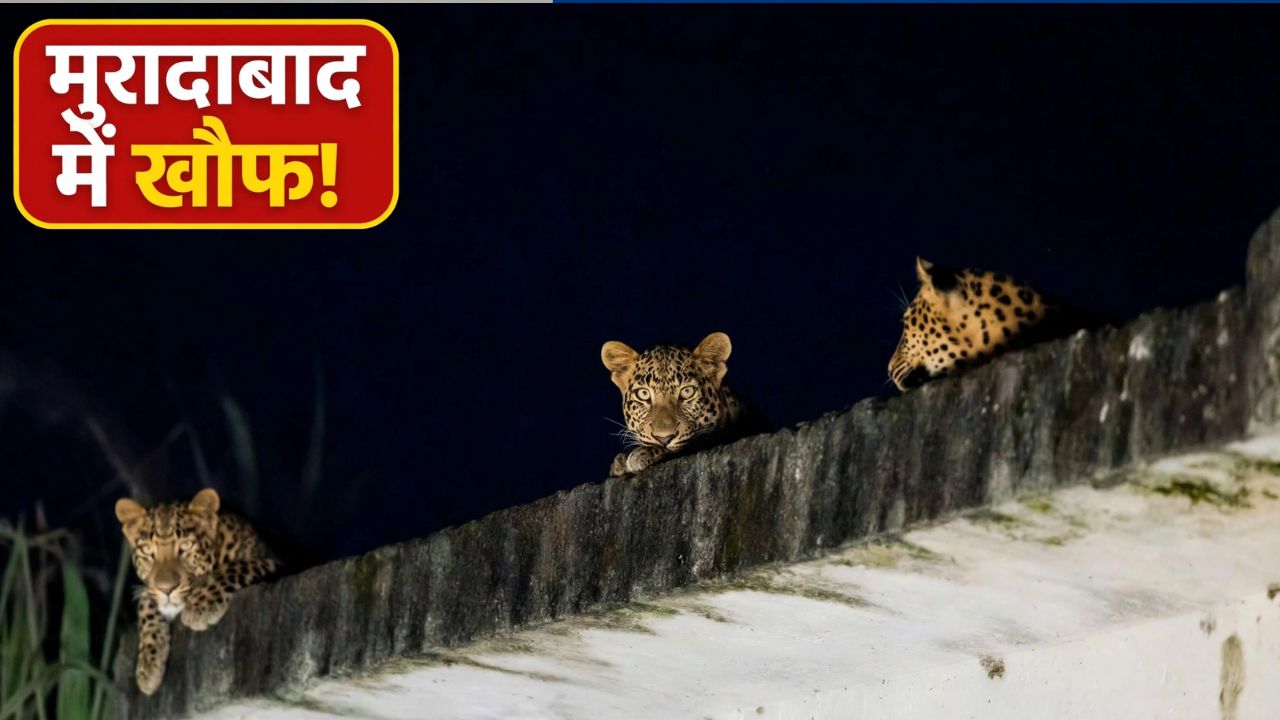 मुरादाबाद में तेंदुओं का आतंक! नलकूप की छत पर एक साथ दिखे 3, ग्रामीणों में दहशत मुरादाबाद में तेंदुओं का आतंक! नलकूप की छत पर एक साथ दिखे 3, ग्रामीणों में दहशत