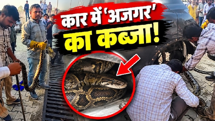 'फ्री कार राइड' लेने निकला अजगर: पहिए में कुंडली मारे बैठा देख युवक के उड़े होश, छुड़ाने में वन विभाग के छूटे पसीने
