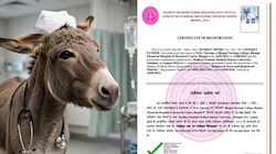 गजब! एमपी में इंसान नहीं, गधा करेगा इलाज? Donkey की फोटो पर हो गया रजिस्ट्रेशन