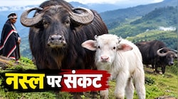 भारत की इन 'दुर्लभ' भैंसों पर मंडराया संकट, बछड़े का बदला रंग देखकर वैज्ञानिक हैरानी में, क्या खत्म हो जाएगी ये विरासत?