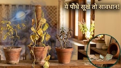 प्‍लांट वास्‍तु: सिर्फ तुलसी नहीं, घर में ये 3 पौधे भी सूखने लगें तो चला जाता है धन, बढ़ती है नकारात्मकता!