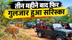 मानसून ब्रेक के बाद खुले सरिस्का के दरवाजे: तीन महीने बाद फिर गुलजार हुआ जंगल, 56 बाघों के दीदार की उम्मीद  