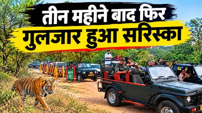 मानसून ब्रेक के बाद खुले सरिस्का के दरवाजे: तीन महीने बाद फिर गुलजार हुआ जंगल, 56 बाघों के दीदार की उम्मीद  