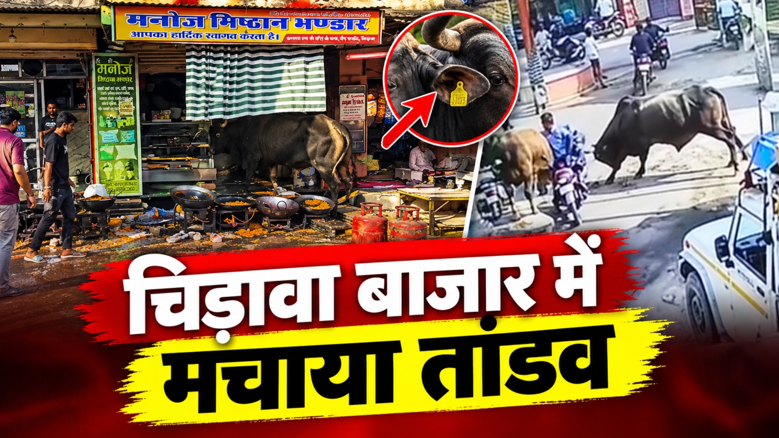 चिड़ावा में बीच बाजार 2 सांडों का आतंक! लड़ते-लड़ते पहले मिठाई की दुकान में घुसे, फिर मोबाइल शॉप में चिड़ावा में बीच बाजार 2 सांडों का आतंक! लड़ते-लड़ते पहले मिठाई की दुकान में घुसे, फिर मोबाइल शॉप में