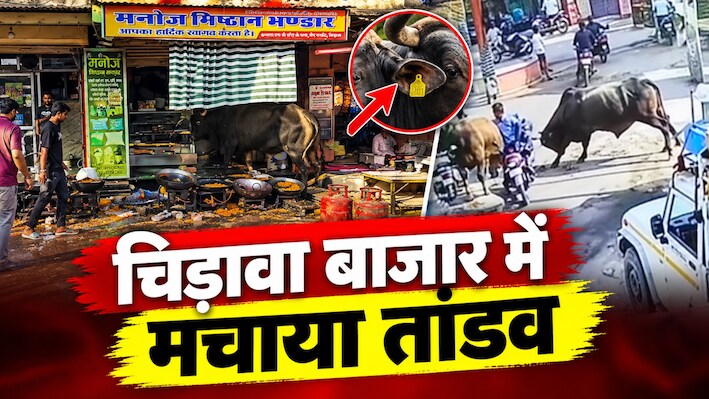 चिड़ावा में बीच बाजार 2 सांडों का आतंक! लड़ते-लड़ते पहले मिठाई की दुकान में घुसे, फिर मोबाइल शॉप में 