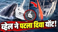 चारों तरफ समंदर...6 भीमकाय व्हेलों ने पलट दी 52 फीट लंबी नाव, 17 घंटे तक मौत के जबड़े में फंसे 4 नाविक; कैसे बची जान?