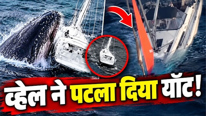 चारों तरफ समंदर...6 भीमकाय व्हेलों ने पलट दी 52 फीट लंबी नाव, 17 घंटे तक मौत के जबड़े में फंसे 4 नाविक; कैसे बची जान?
