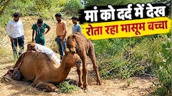 जैसलमेर में दर्दनाक हादसा: मां सड़क पर तड़पती रही, पास खड़ा बच्चा रहा बिलखता...