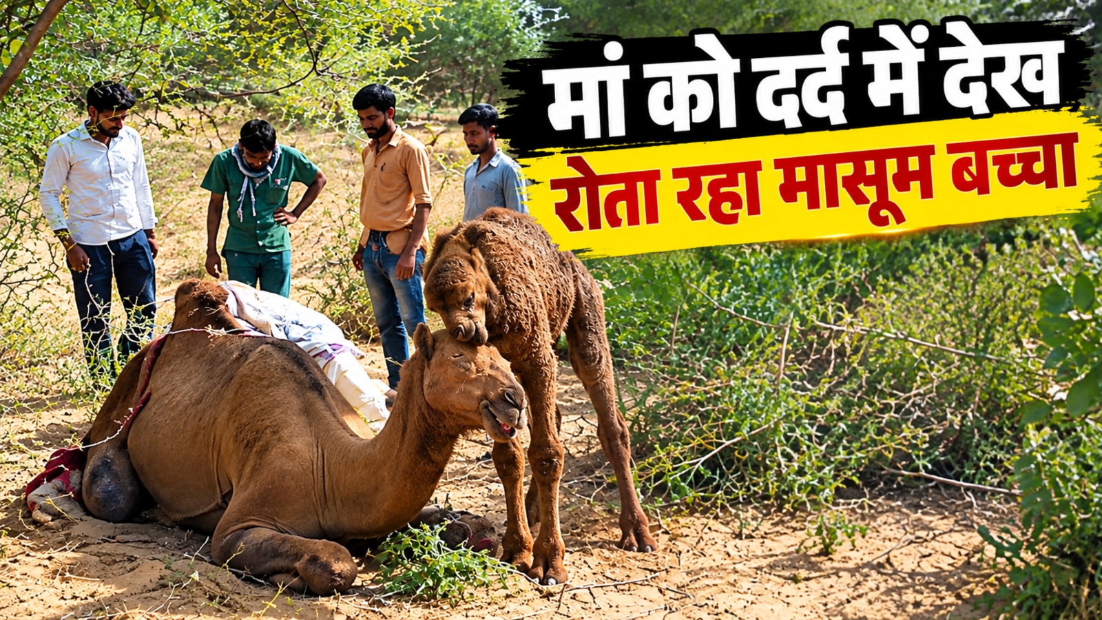 जैसलमेर में दर्दनाक हादसा: मां सड़क पर तड़पती रही, पास खड़ा बच्चा रहा बिलखता... जैसलमेर में दर्दनाक हादसा: मां सड़क पर तड़पती रही, पास खड़ा बच्चा रहा बिलखता...
