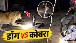 अलवर में घर में घुसा ब्लैक कोबरा: डॉग से हुआ आमना-सामना, फन फैलाकर डटा रहा सांप, वीडियो वायरल