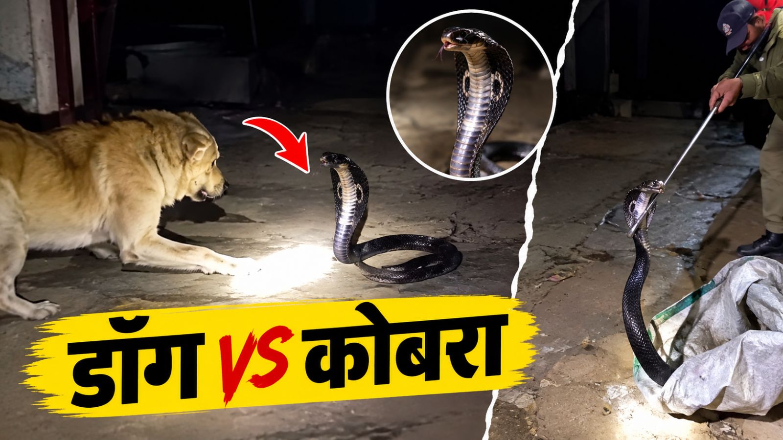 अलवर में घर में घुसा ब्लैक कोबरा: डॉग से हुआ आमना-सामना, फन फैलाकर डटा रहा सांप, वीडियो वायरल अलवर में घर में घुसा ब्लैक कोबरा: डॉग से हुआ आमना-सामना, फन फैलाकर डटा रहा सांप, वीडियो वायरल