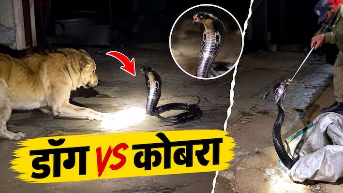 अलवर में घर में घुसा ब्लैक कोबरा: डॉग से हुआ आमना-सामना, फन फैलाकर डटा रहा सांप, वीडियो वायरल