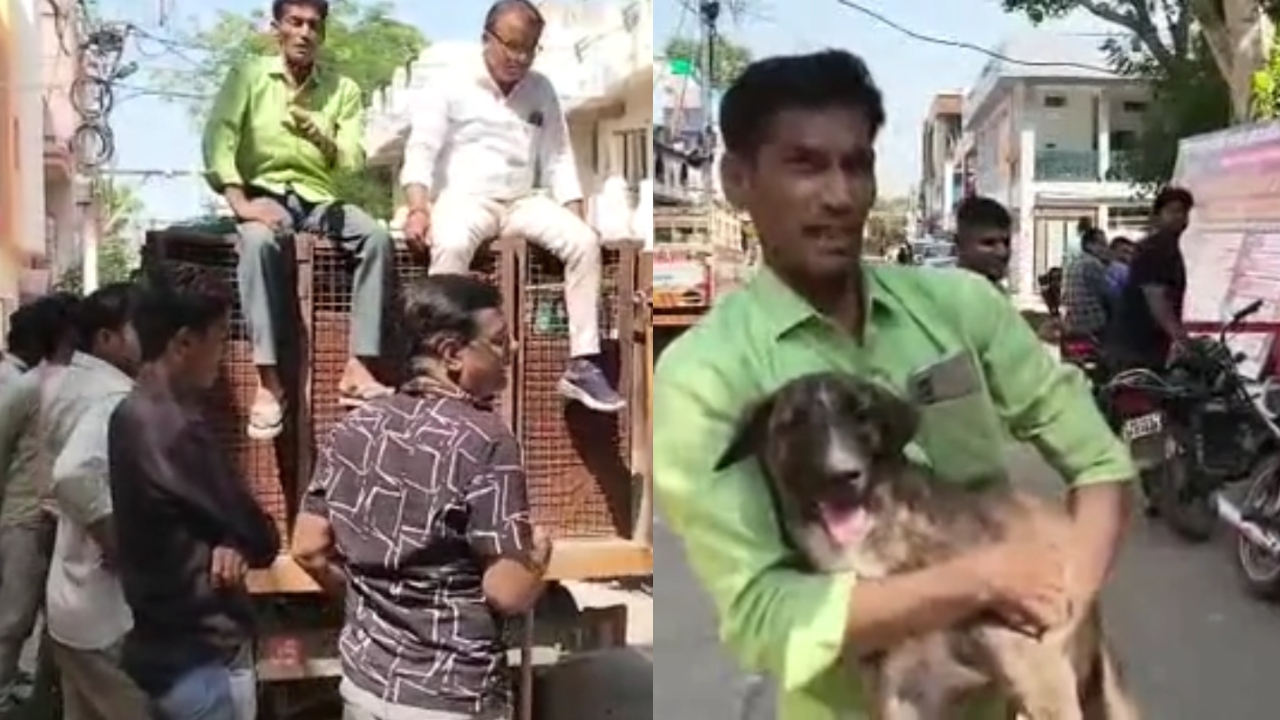 आवारा कुत्तों को पकड़ने आई थी नपा टीम, लेकिन पिंजरे पर बैठ गया मालिक, पीछे खड़ी थी पूरी कॉलोनी...फिर जो हुआ आवारा कुत्तों को पकड़ने आई थी नपा टीम, लेकिन पिंजरे पर बैठ गया मालिक, पीछे खड़ी थी पूरी कॉलोनी...फिर जो हुआ