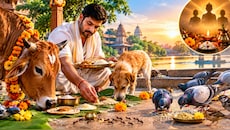 क्या आपके शहर में भी नहीं मिल रहा कौवा? जानिए किन 4 जीवों को भोजन कराने से पितरों को मिलेगी तृप्ति