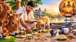 क्या आपके शहर में भी नहीं मिल रहा कौवा? जानिए किन 4 जीवों को भोजन कराने से पितरों को मिलेगी तृप्ति