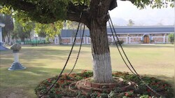 पाकिस्तान में 128 साल से पेड़ गिरफ्तार...बेकसूर होकर भी कैसे बना 'गुनहगार'! जानें पूरी कहानी