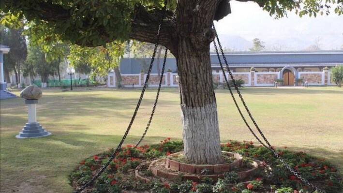 पाकिस्तान में 128 साल से पेड़ गिरफ्तार...बेकसूर होकर भी कैसे बना 'गुनहगार'! जानें पूरी कहानी