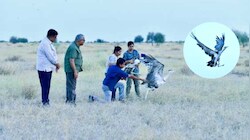 जैसलमेर में गोडावण संरक्षण का ऐतिहासिक कदम: पहली बार जंगल में छोड़े गए 2 कैप्टिव-ब्रेड गोडावण, GPS से होगी 24 घंटे निगरानी