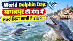 World Dolphin Day: सुल्तानगंज से कहलगांव तक गंगा में डॉल्फिन की अठखेलियां, बिखरी कुदरत की खूबसूरती