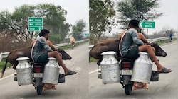 Rajasthan Viral Video: जयपुर हाईवे पर बाइक पर बैठी 100 किलो की भैंस, इंटरनेट पर मची सनसनी