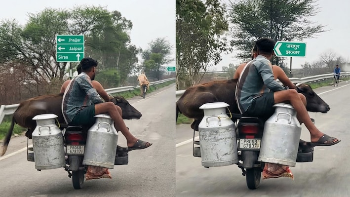 Rajasthan Viral Video: जयपुर हाईवे पर बाइक पर बैठी 100 किलो की भैंस, इंटरनेट पर मची सनसनी
