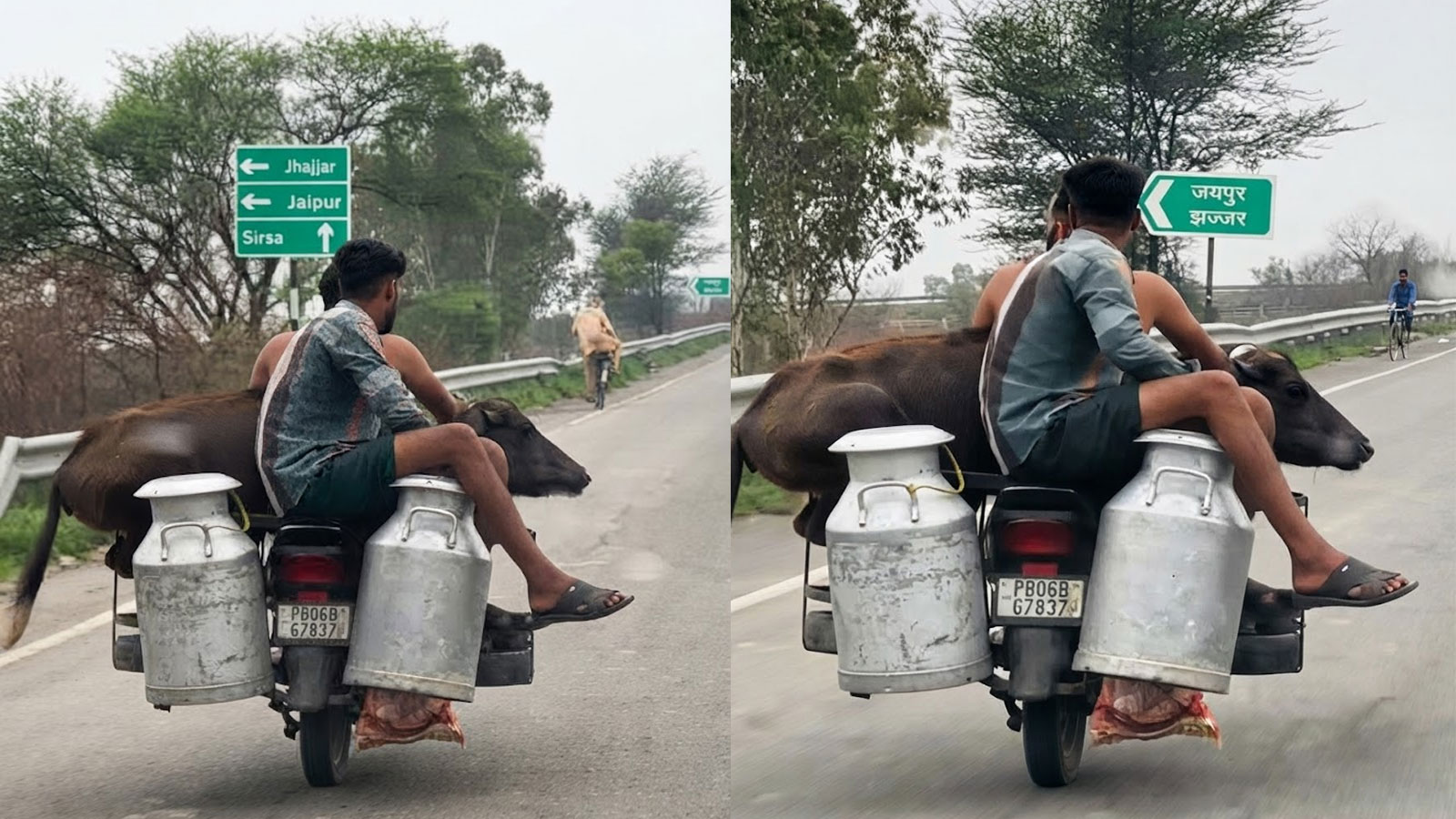 Rajasthan Viral Video: जयपुर हाईवे पर बाइक पर बैठी 100 किलो की भैंस, इंटरनेट पर मची सनसनी Rajasthan Viral Video: जयपुर हाईवे पर बाइक पर बैठी 100 किलो की भैंस, इंटरनेट पर मची सनसनी