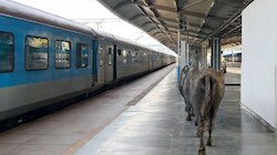 450 करोड़ के वर्ल्ड क्लास रानी कमलापति स्टेशन पहुंचीं दो भैंसें, यात्रियों के बीच कर दिया 'गोबर', वीडियो वायरल