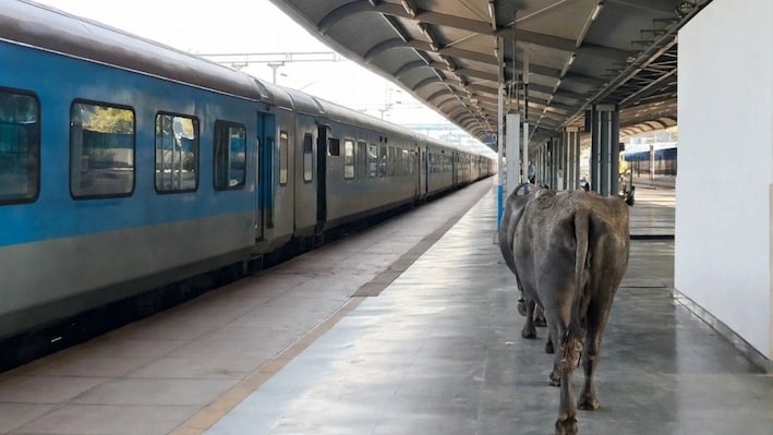 450 करोड़ के वर्ल्ड क्लास रानी कमलापति स्टेशन पहुंचीं दो भैंसें, यात्रियों के बीच कर दिया 'गोबर', वीडियो वायरल