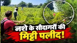10 बीघा खेत में उग रहा था 12 करोड़ का काला सोना: ANTF के 'ऑपरेशन गजरगांज' ने उड़ाए होश