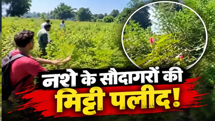10 बीघा खेत में उग रहा था 12 करोड़ का काला सोना: ANTF के 'ऑपरेशन गजरगांज' ने उड़ाए होश