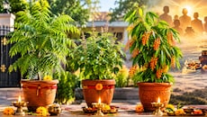 पीछा नहीं छोड़ रहा पूर्वजों का श्राप? सर्वपितृ अमावस्या पर लगा लें ये 3 पौधे, मिलेगा पूर्वजों का आशीर्वाद