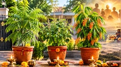 पीछा नहीं छोड़ रहा पूर्वजों का श्राप? सर्वपितृ अमावस्या पर लगा लें ये 3 पौधे, मिलेगा पूर्वजों का आशीर्वाद