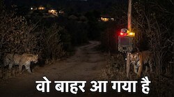 AI तकनीक : केन्या और जापान की तर्ज पर रणथंभौर में अब 'साइलेंट सेंसर,बजेगा अलॉर्म बचेगी जान