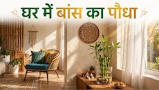 Vastu Tips: घर में बांस का पौधा लगाने से पहले इसके प्रभाव को जान लें, क्या हैं वास्तु नियम?