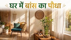 Vastu Tips: घर में बांस का पौधा लगाने से पहले इसके प्रभाव को जान लें, क्या हैं वास्तु नियम?