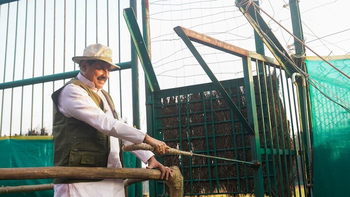 100 साल बाद 'कान्हा' में बसेगा जंगली भैंसों का कुनबा, सीएम मोहन यादव ने बड़े बाड़े में छोड़ा