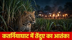 बहराइच में खौफनाक वारदात: गन्ने के खेत से निकले तेंदुए ने 7 साल के मासूम को जबड़े में दबोचकर मार डाला, कतर्नियाघाट में कोहराम