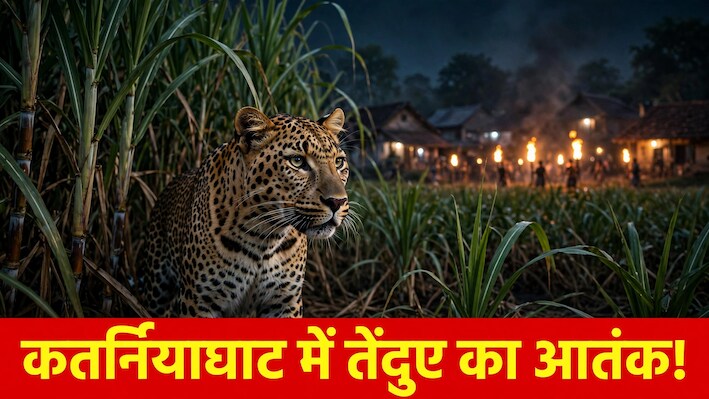 बहराइच में खौफनाक वारदात: गन्ने के खेत से निकले तेंदुए ने 7 साल के मासूम को जबड़े में दबोचकर मार डाला, कतर्नियाघाट में कोहराम