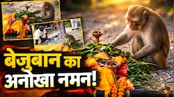 इंसानियत से बड़ा बेजुबान का प्यार: महिला के अंतिम संस्कार से पहले आ गया बंदर, कफन हटाकर जो किया उसे देख दंग रह गए लोग!