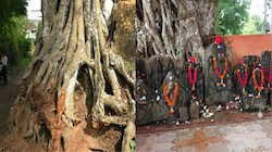 हरदा का अनोखा पीपल का पेड़: जड़ों से देवी-देवताओं की मूर्तियां निकलने का दावा, नवरात्रि पर उमड़ती है भीड़