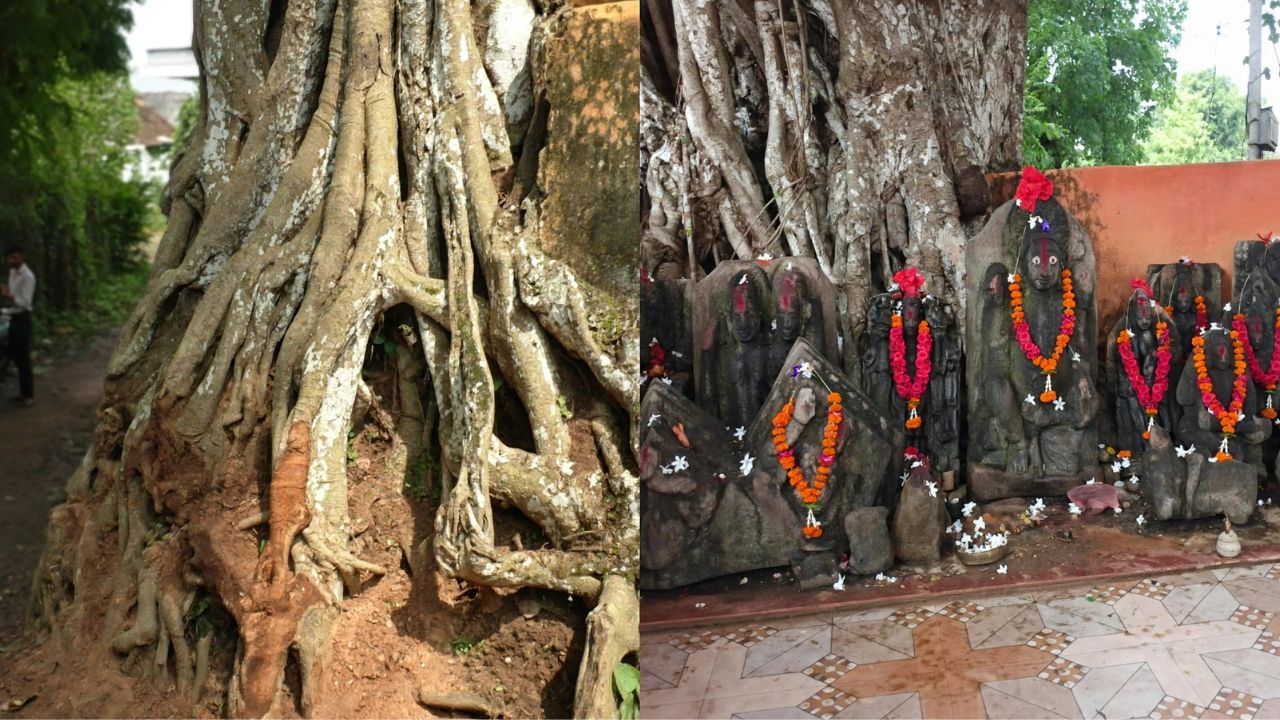 हरदा का अनोखा पीपल का पेड़: जड़ों से देवी-देवताओं की मूर्तियां निकलने का दावा, नवरात्रि पर उमड़ती है भीड़ हरदा का अनोखा पीपल का पेड़: जड़ों से देवी-देवताओं की मूर्तियां निकलने का दावा, नवरात्रि पर उमड़ती है भीड़
