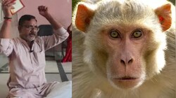 क्या हनुमान चालीसा पढ़ने से भागेंगे बंदर? विधायक की सलाह पर नगरपरिषद में अनोखा पाठ