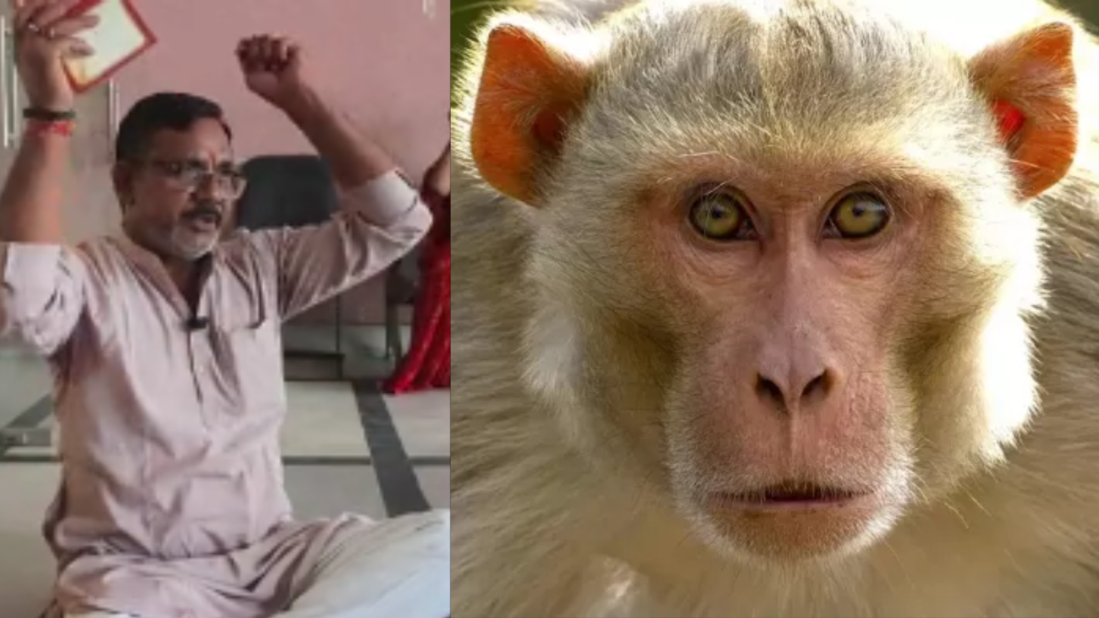 क्या हनुमान चालीसा पढ़ने से भागेंगे बंदर? विधायक की सलाह पर नगरपरिषद में अनोखा पाठ क्या हनुमान चालीसा पढ़ने से भागेंगे बंदर? विधायक की सलाह पर नगरपरिषद में अनोखा पाठ