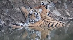 सरिस्का में दिखा मां-बेटे का अनोखा प्यार: तालाब में उतरी बाघिन, मां के साथ पानी में मस्ती करता दिखा नन्हा बाघ