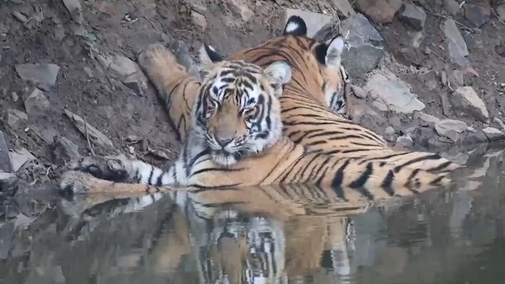 सरिस्का में दिखा मां-बेटे का अनोखा प्यार: तालाब में उतरी बाघिन, मां के साथ पानी में मस्ती करता दिखा नन्हा बाघ