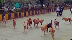अलवर में आवारा कुत्तों का आतंक: 6 साल की बच्ची पर झुंड ने किया हमला, जयपुर रेफर