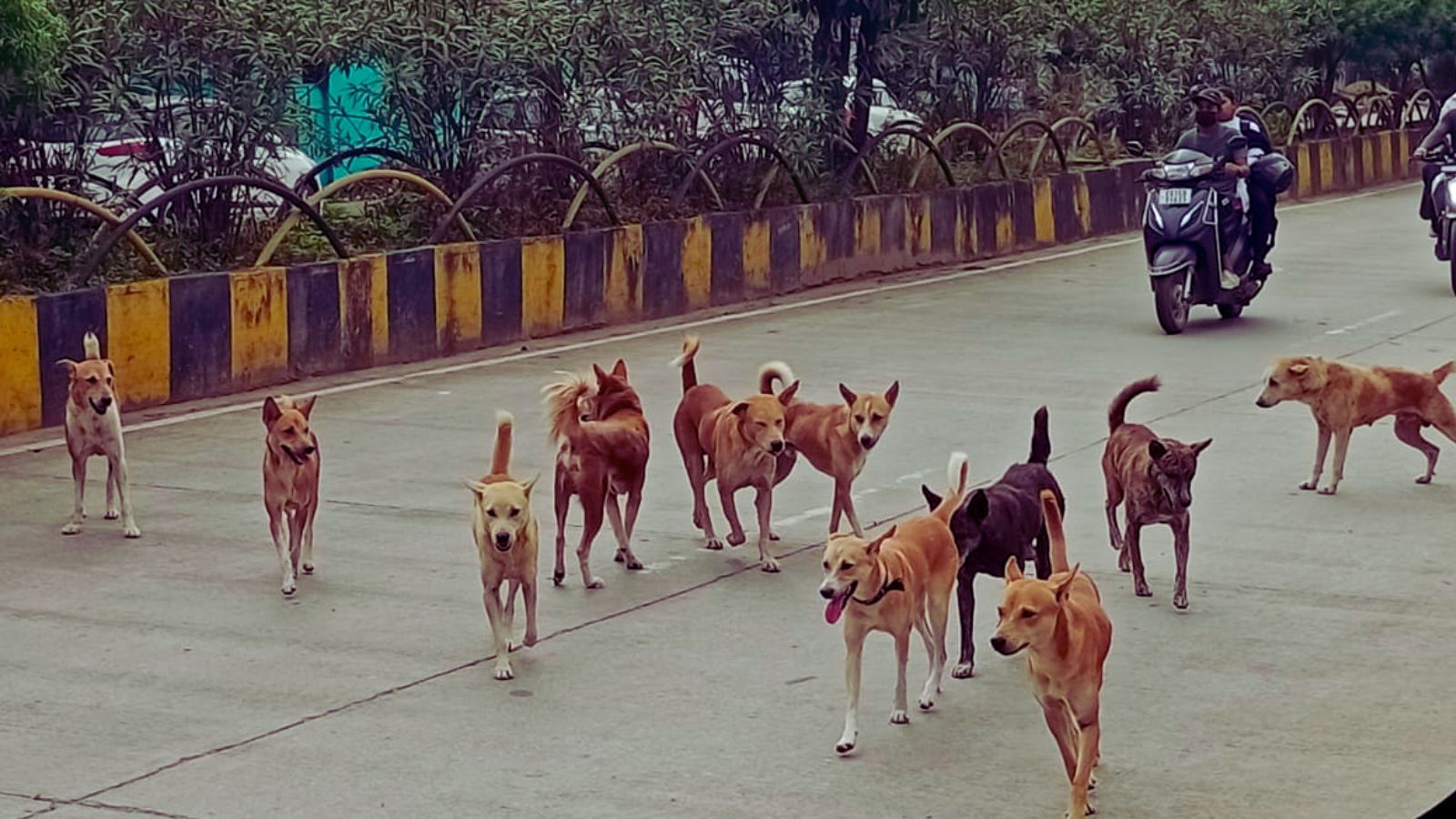 अलवर में आवारा कुत्तों का आतंक: 6 साल की बच्ची पर झुंड ने किया हमला, जयपुर रेफर अलवर में आवारा कुत्तों का आतंक: 6 साल की बच्ची पर झुंड ने किया हमला, जयपुर रेफर
