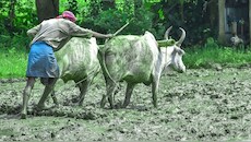 PM Kisan: करोड़ों किसानों को कब मिलेंगे 24वीं किस्त के ₹2000, ऑनलाइन ऐसे चेक करें पेमेंट स्टेटस?