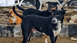 खुले में मांस पकाने की कीमत चुका रही मासूम: आवारा कुत्तों ने 6 साल की बच्ची के सिर की नोंचकर उखाड़ दी खाल